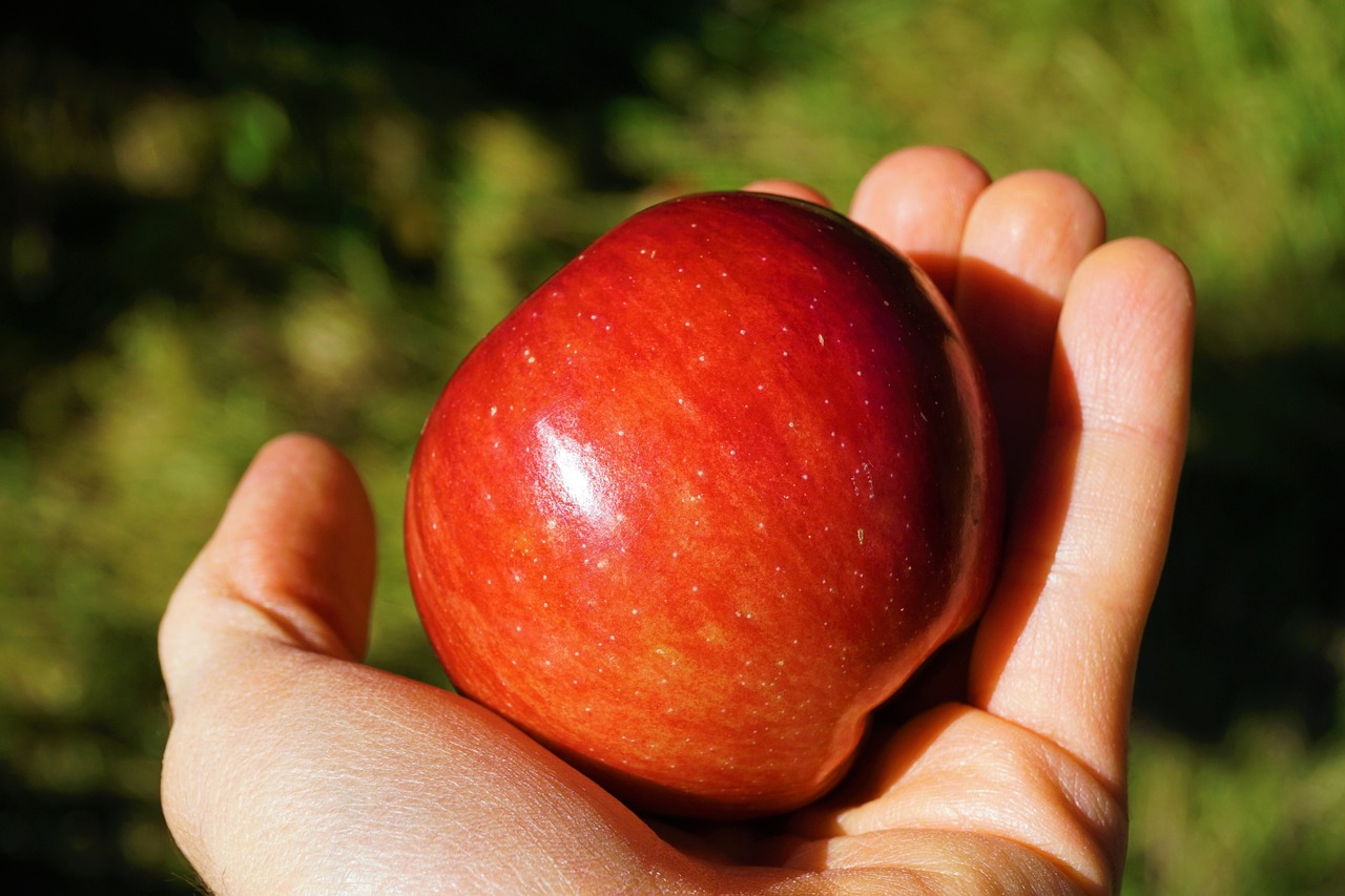 apple hand red free photo