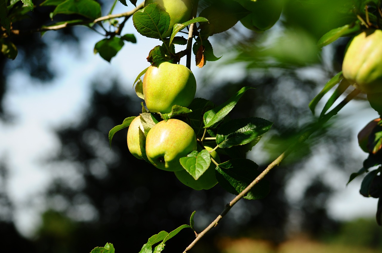 apple nature green free photo