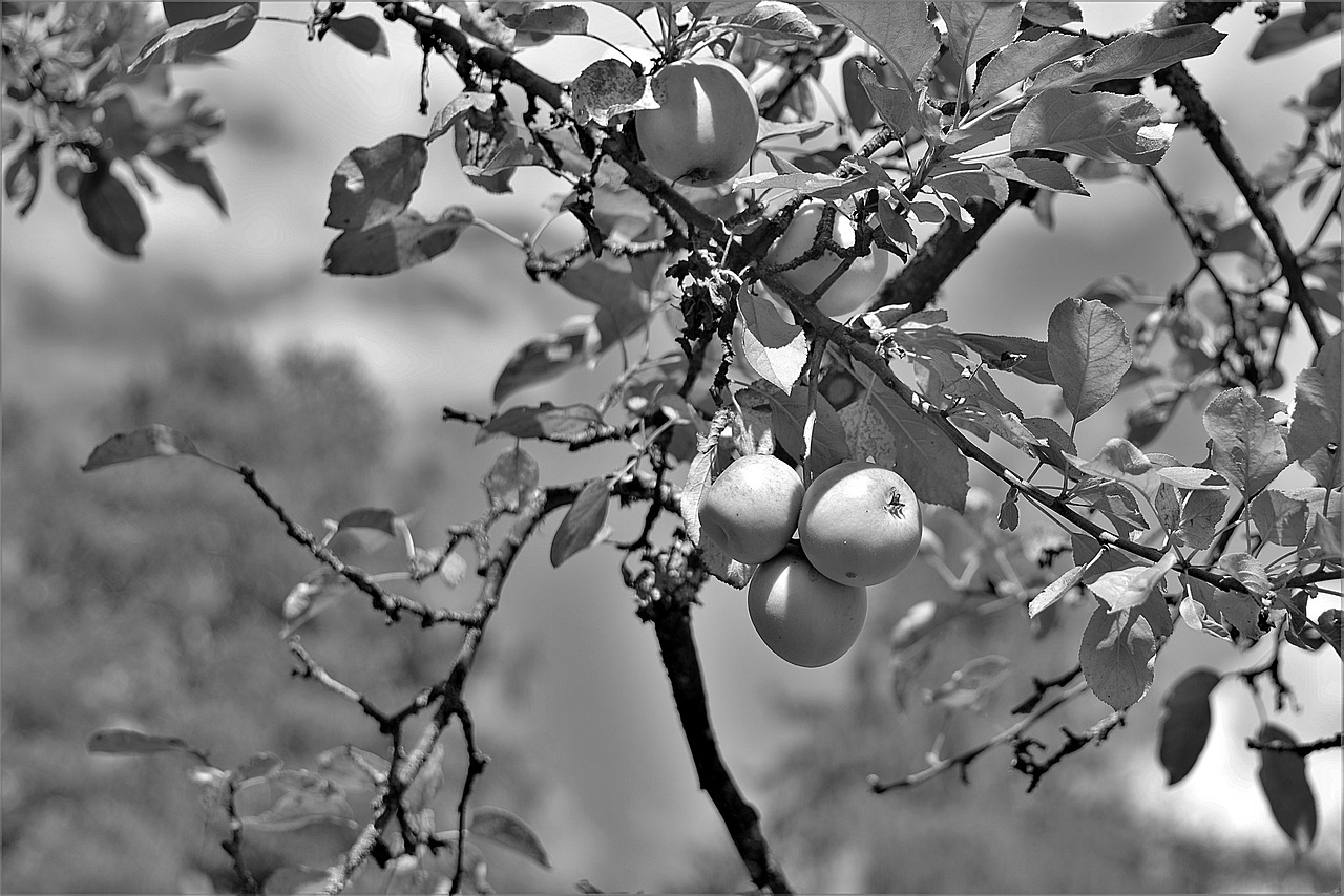 apple apple tree s w free photo