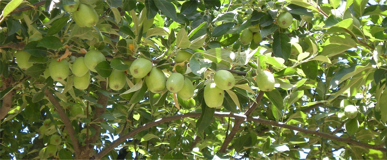 apple apple tree tree free photo