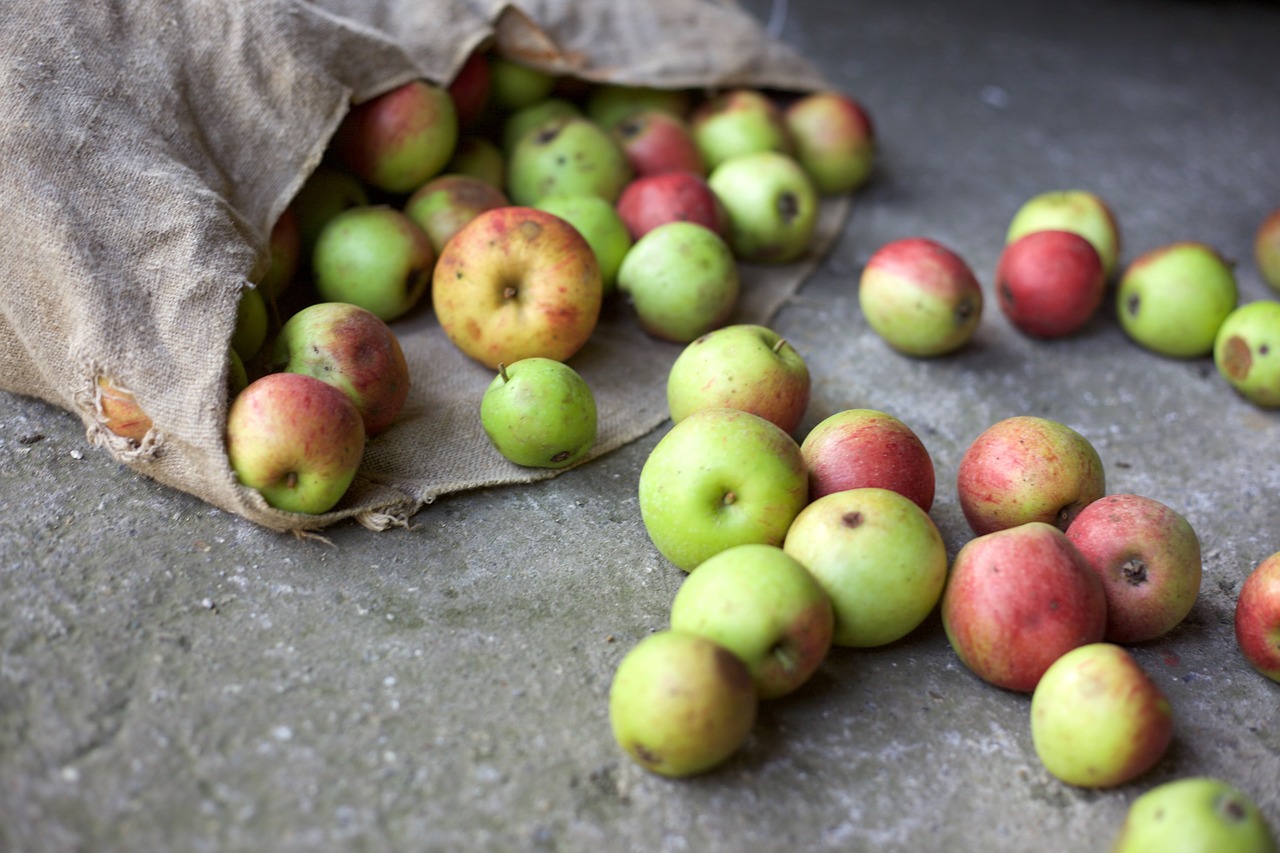 apple harvest bio free photo