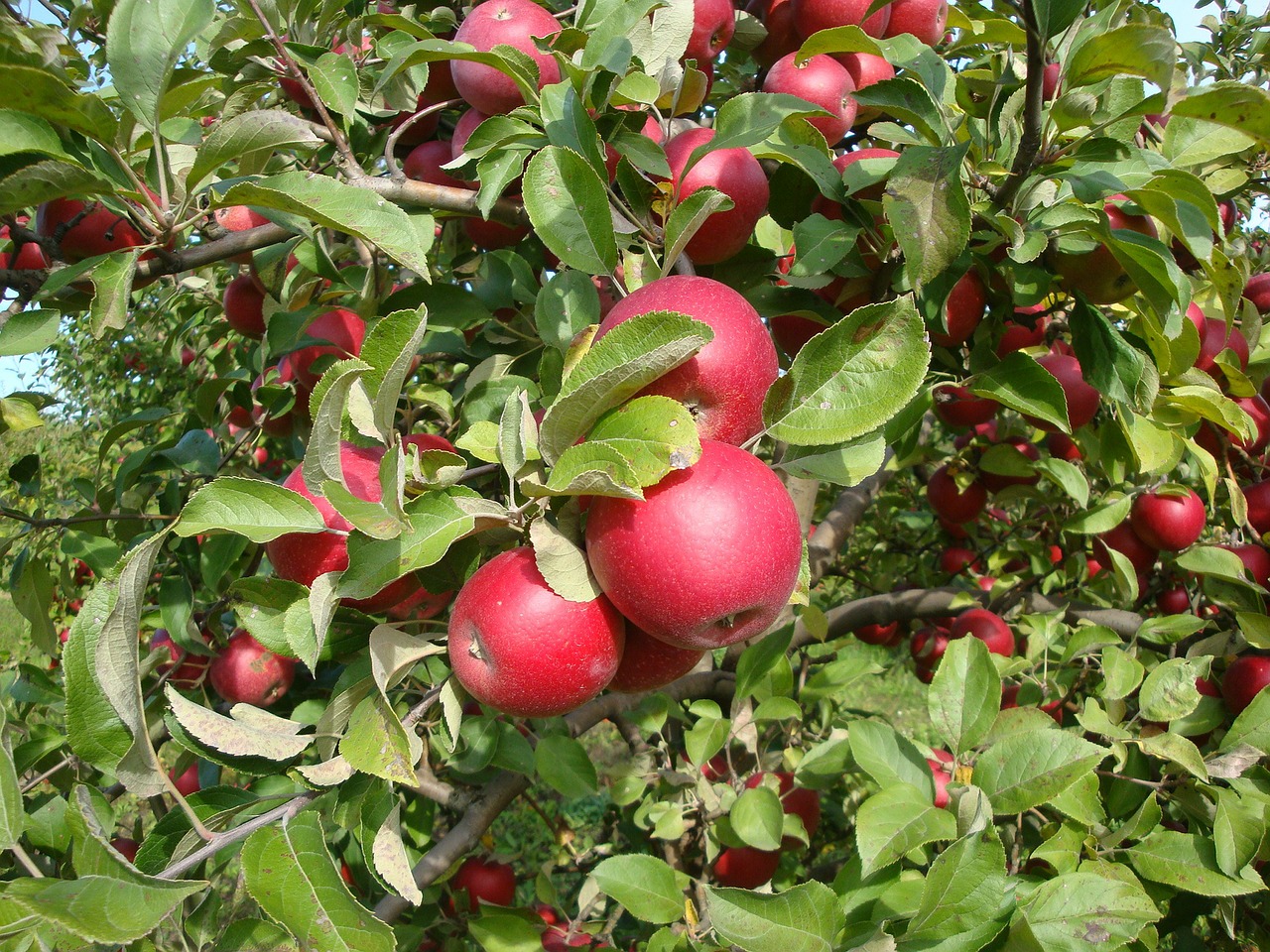 apple garden fruit free photo