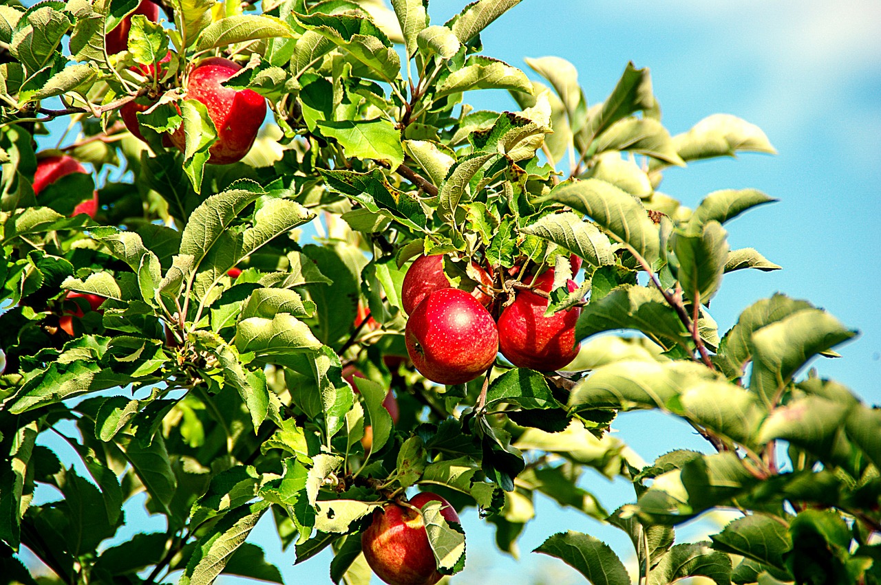 apple apple tree fruit free photo