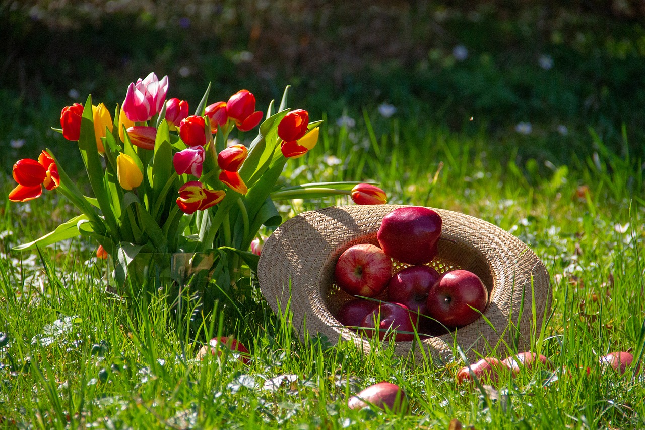 apple  fruit  tulips free photo