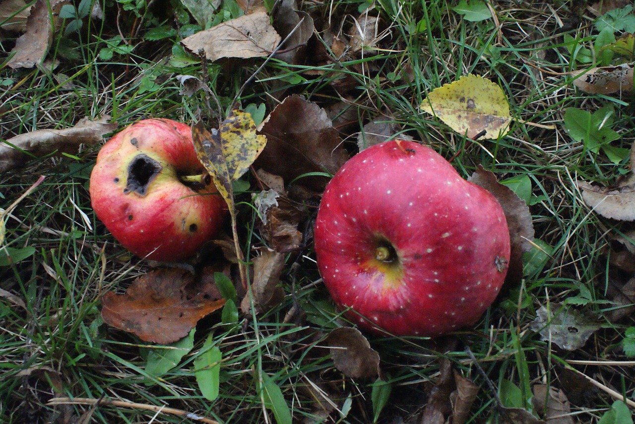 apple  fruit  food free photo