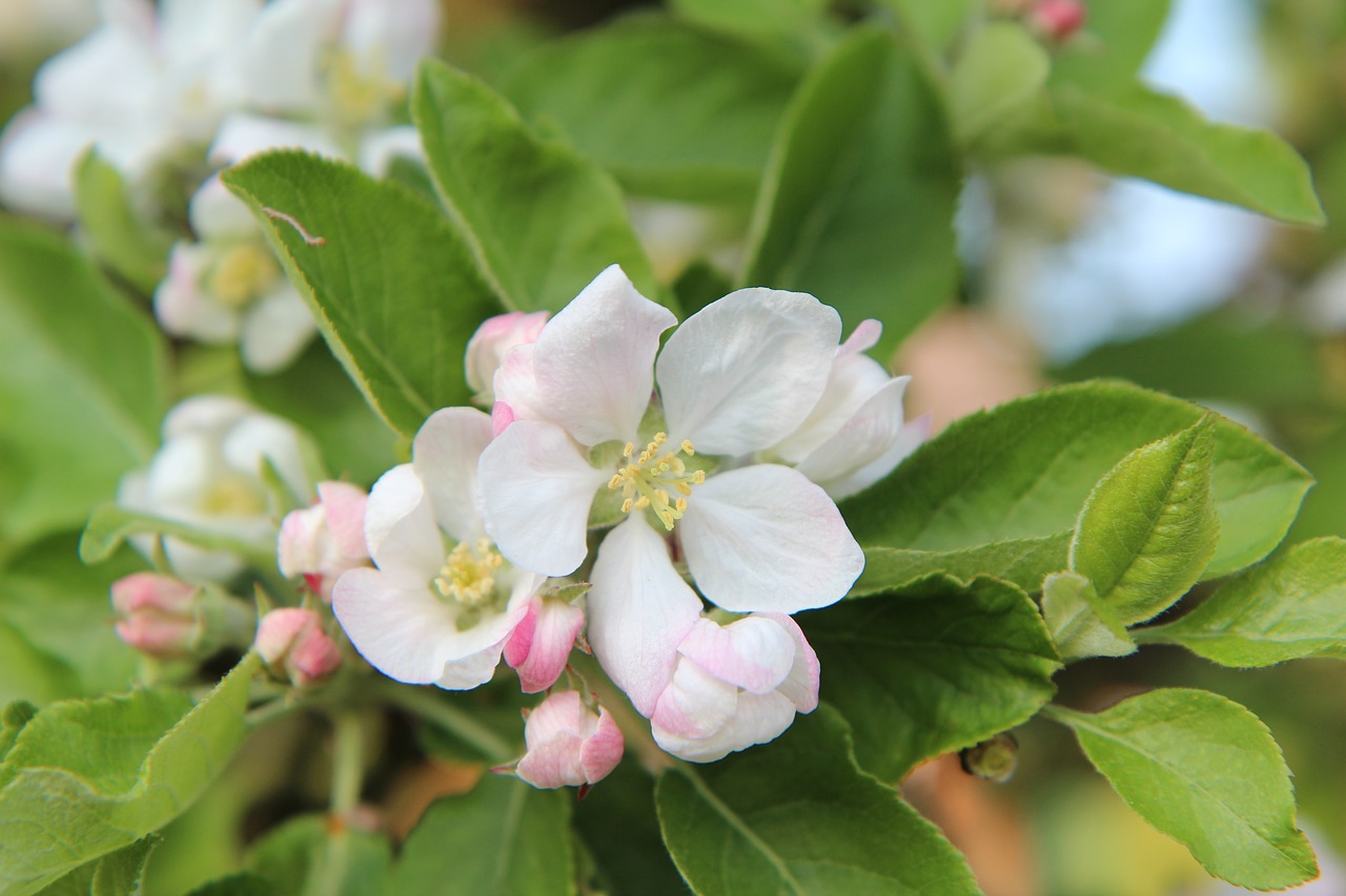 apple  apple blossom free pictures free photo