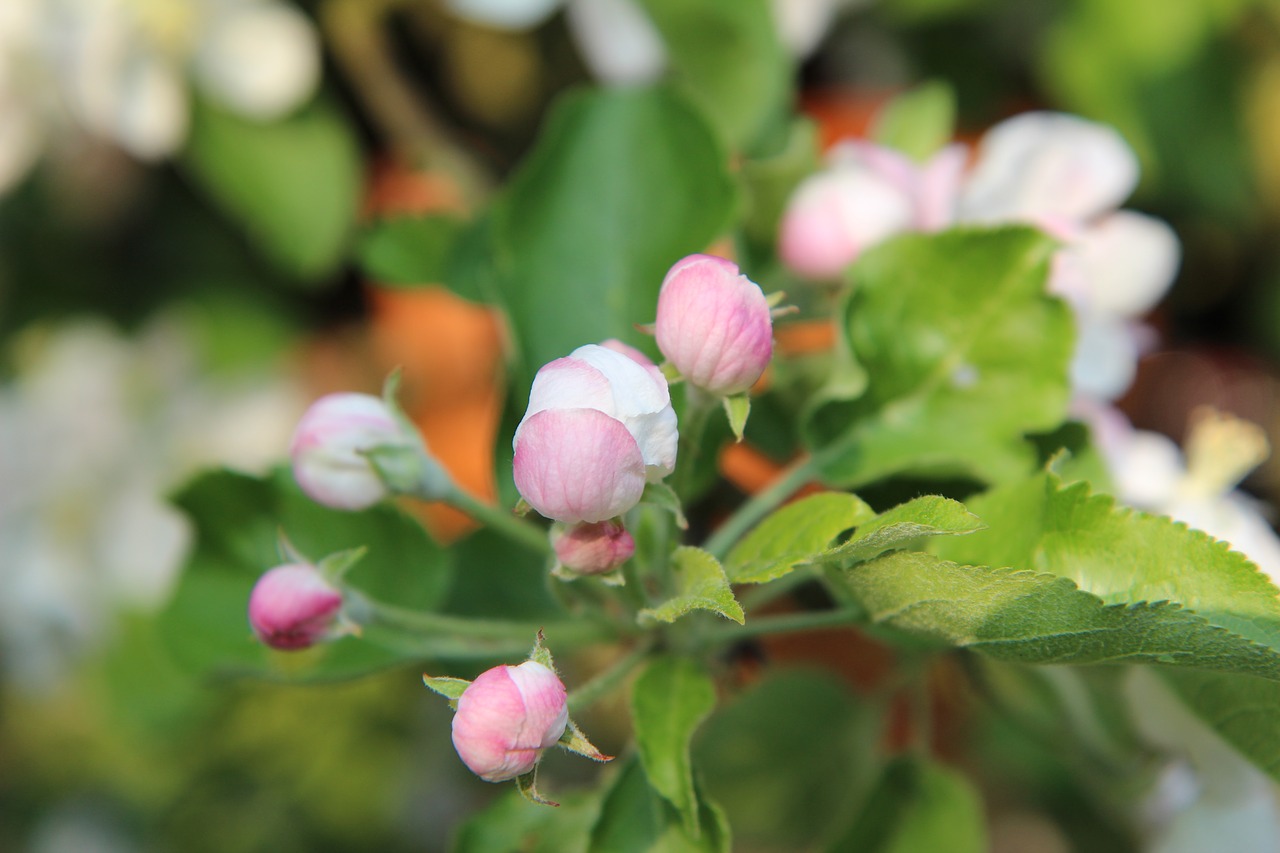 apple  flower apple tree  fruit tree free photo