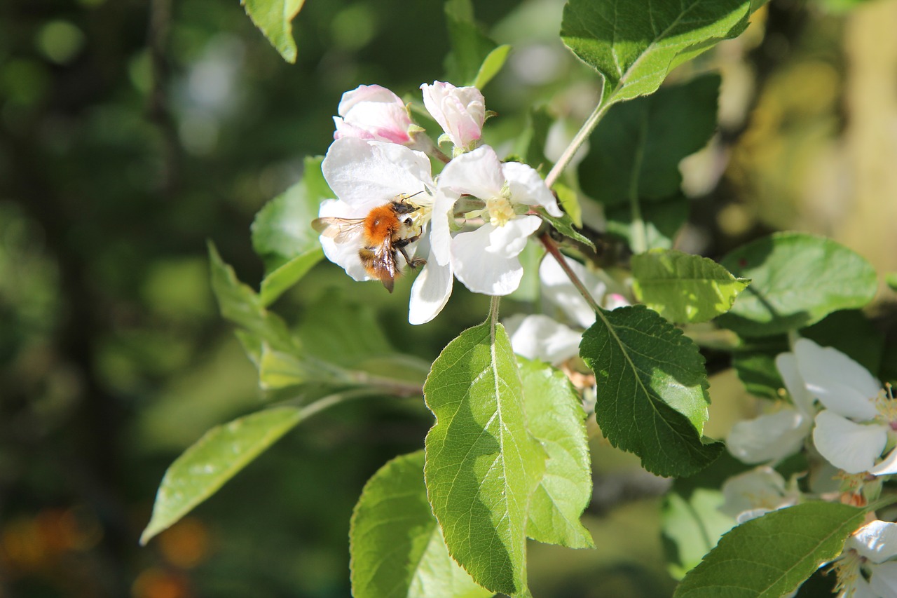 apple  flowers apple-tree  bee free photo