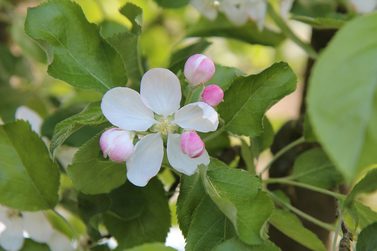 apple  fruit tree  spring-flowering free photo