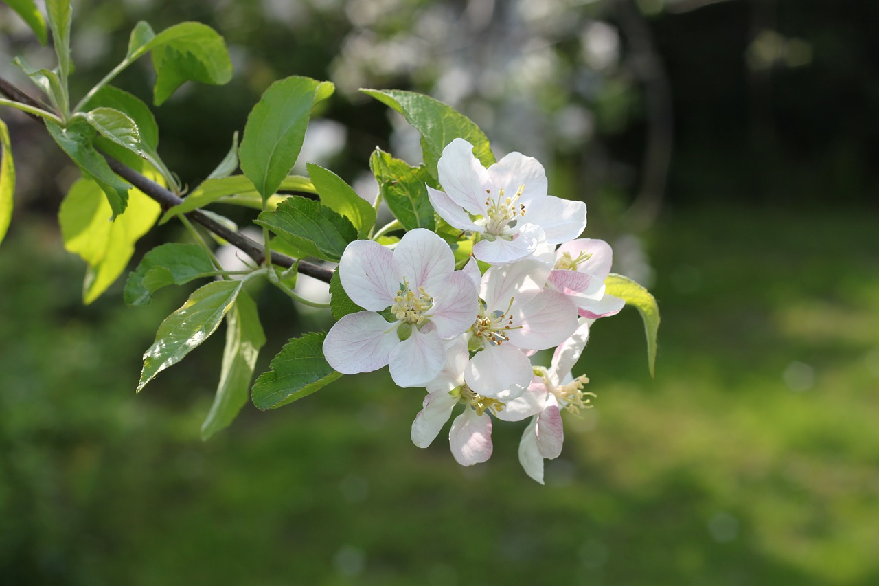 apple apple tree flowers flowers free photo