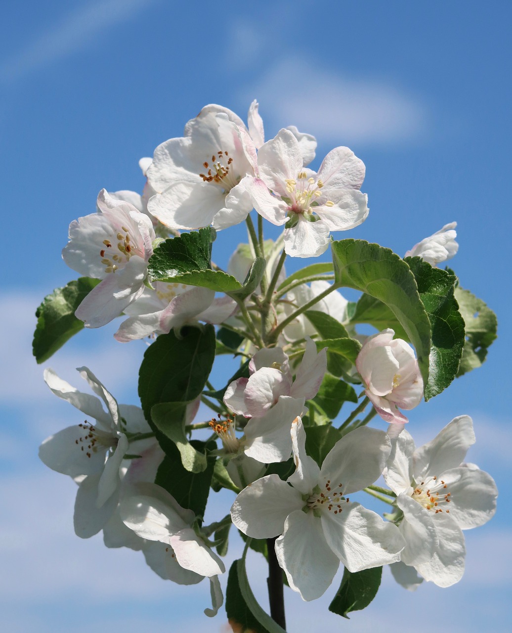 apple  tree  garden free photo