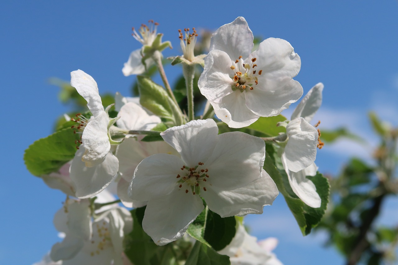 apple  tree  garden free photo