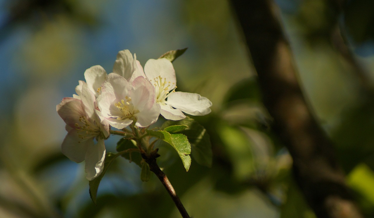 apple  blossom  bloom free photo