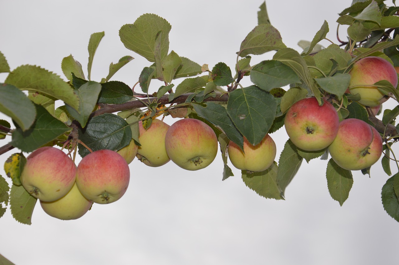 apple  branch  foliage free photo