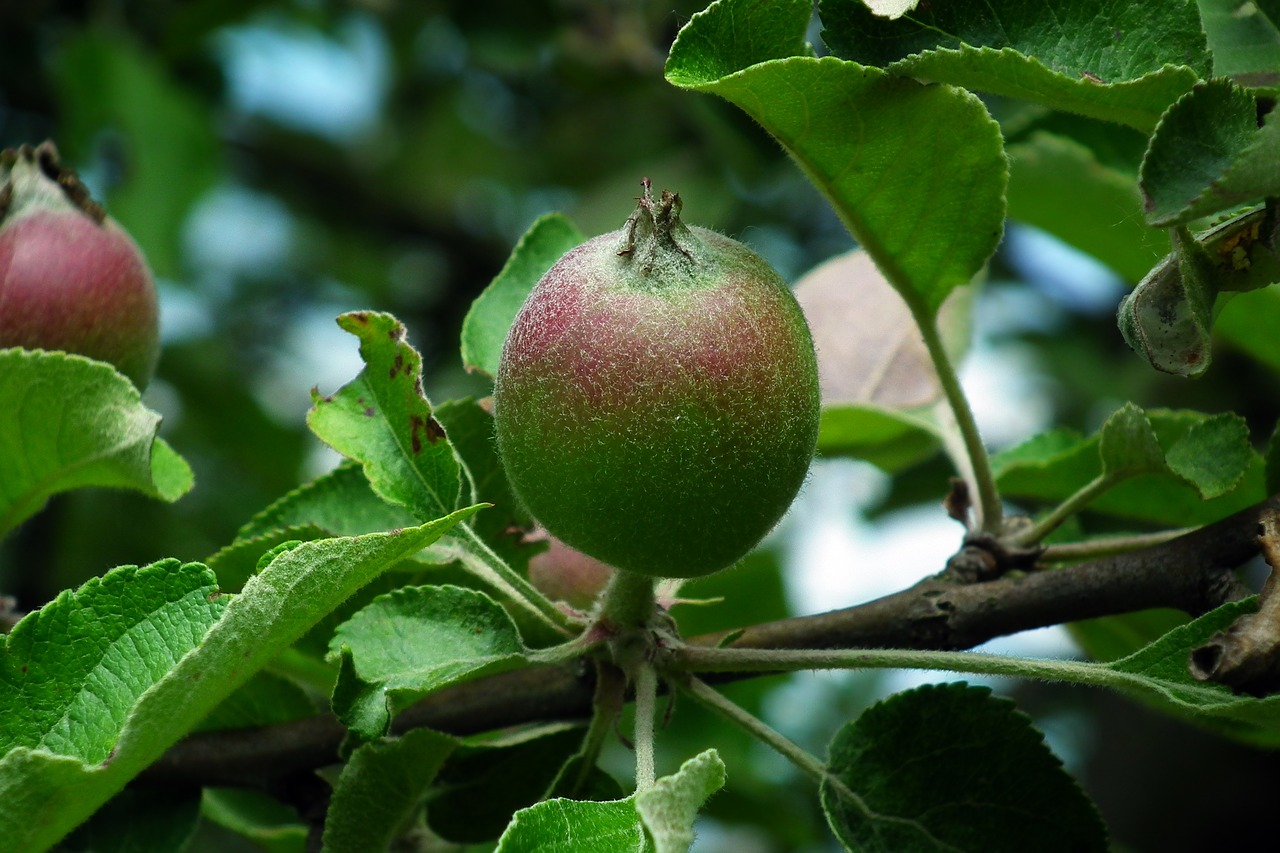 apple  fruit  sprig free photo