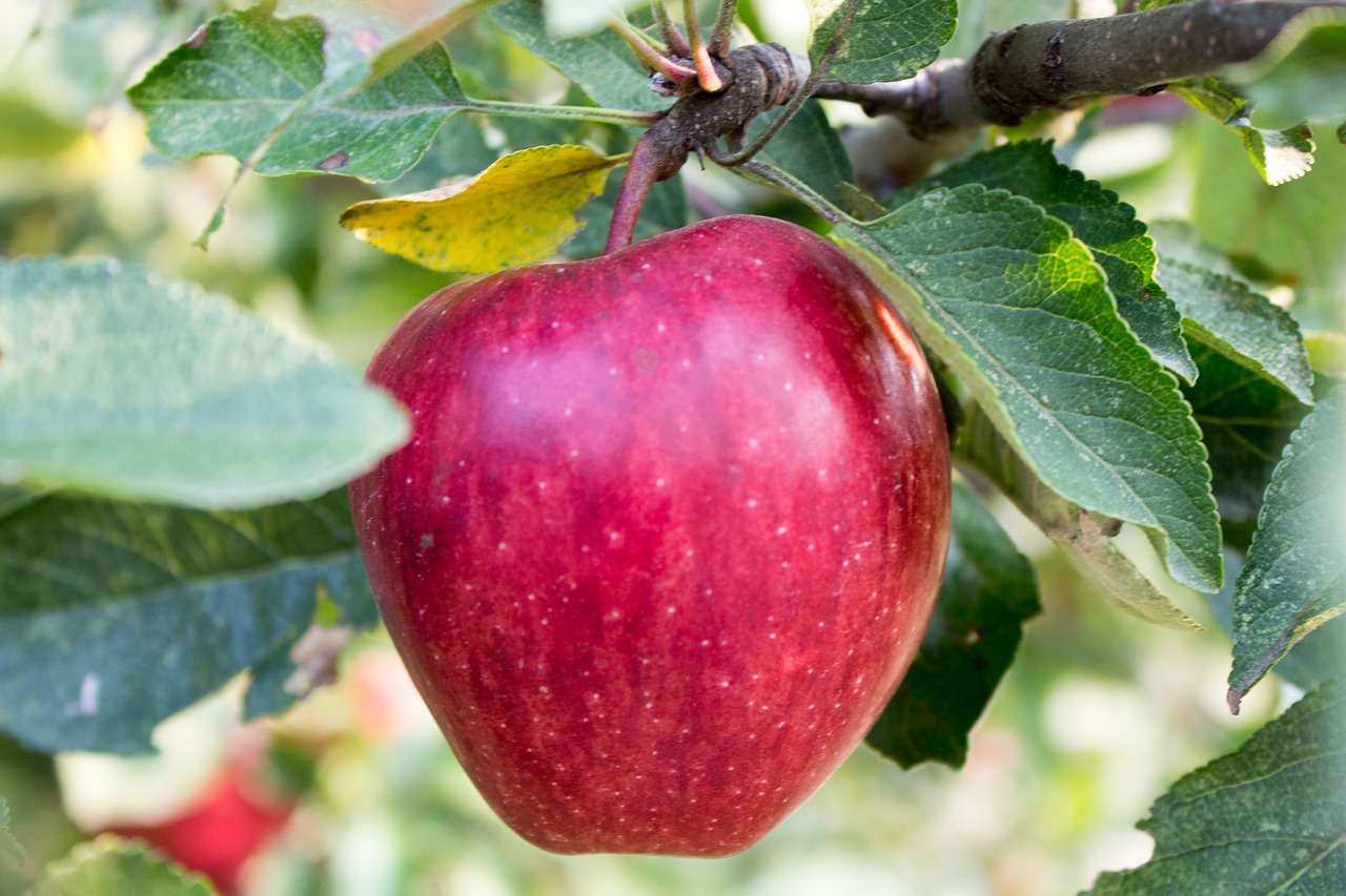 apple  apple tree  fruit free photo