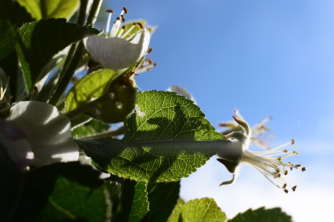 apple  flower  spring free photo