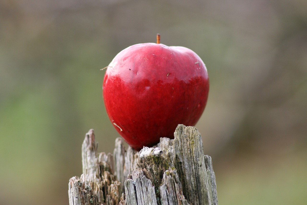 apple red ripe free photo