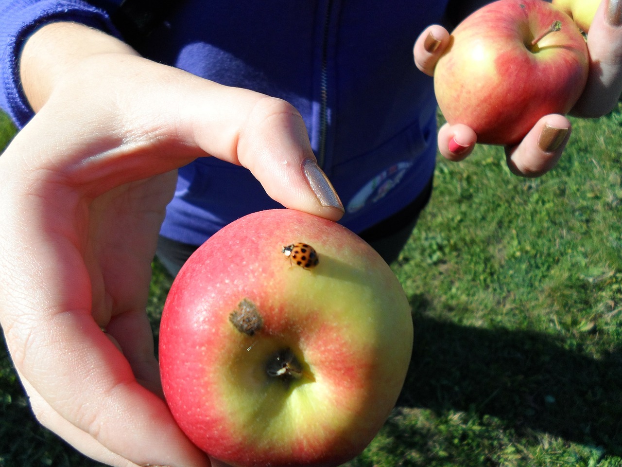 apple green ladybug free photo