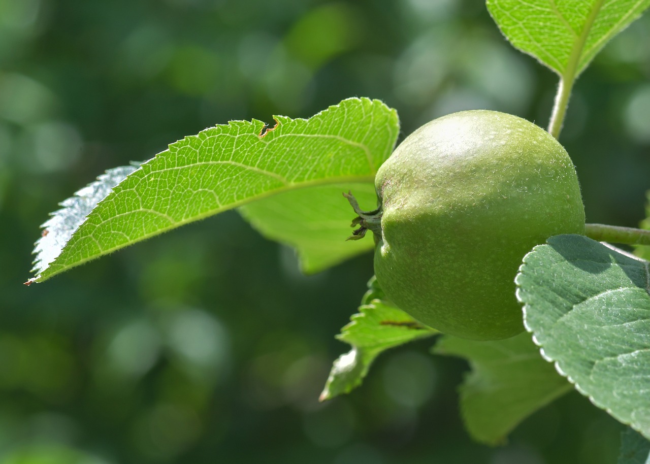 apple  leaf  fruit free photo