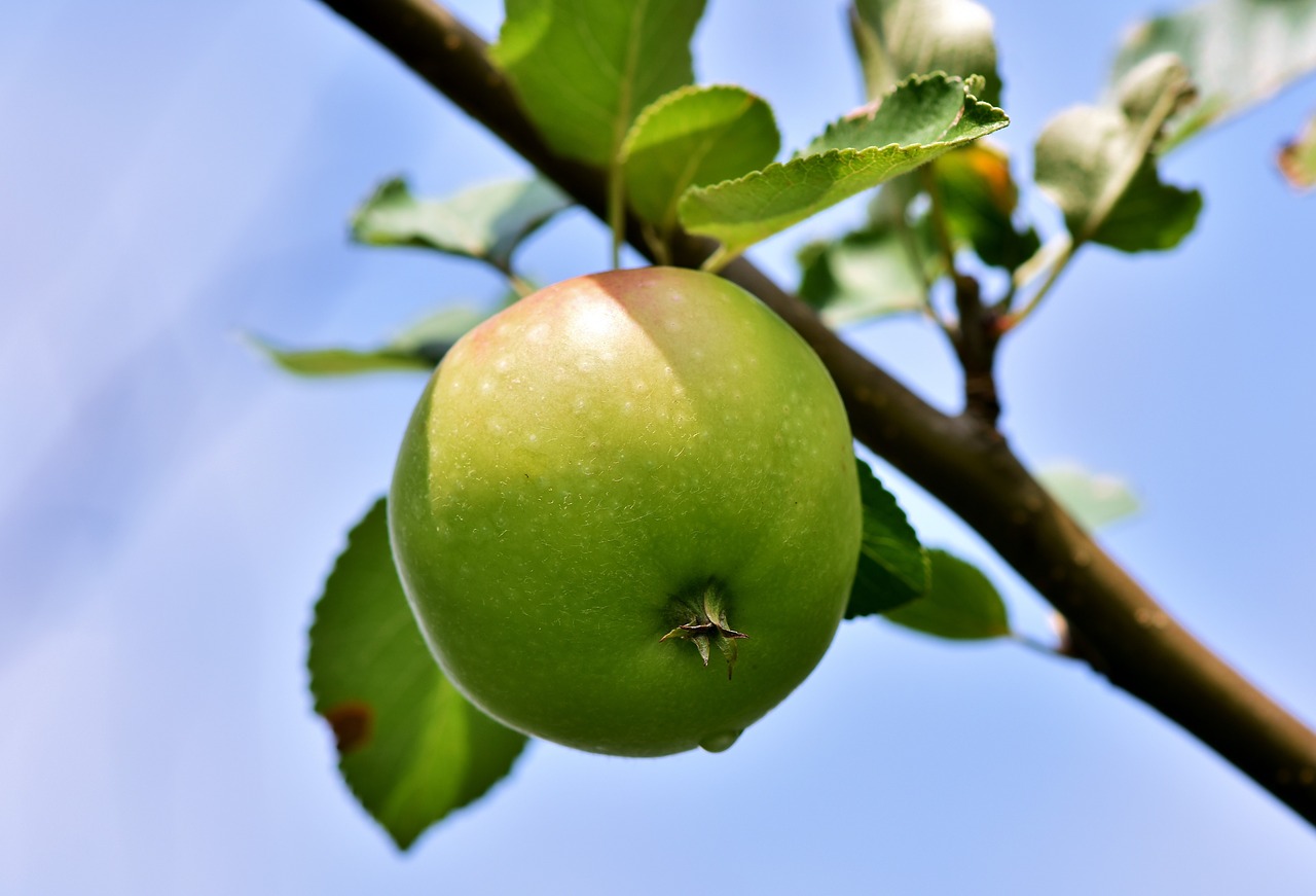 apple  apple tree  fruit free photo