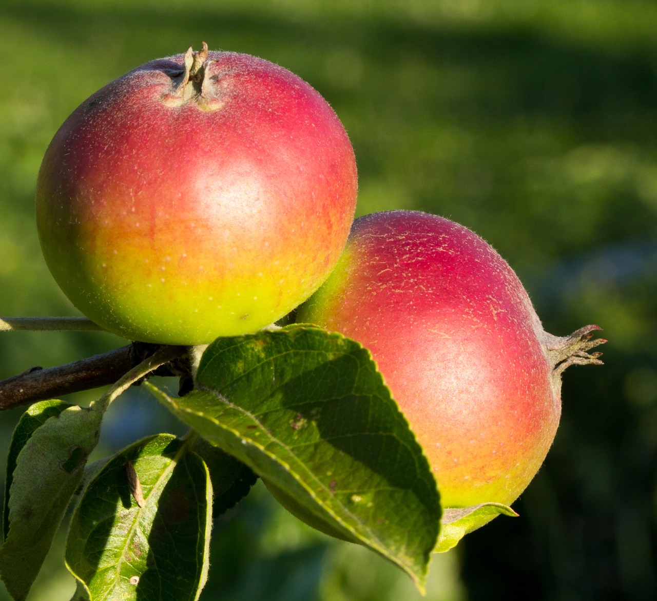 apple  close up  nature free photo