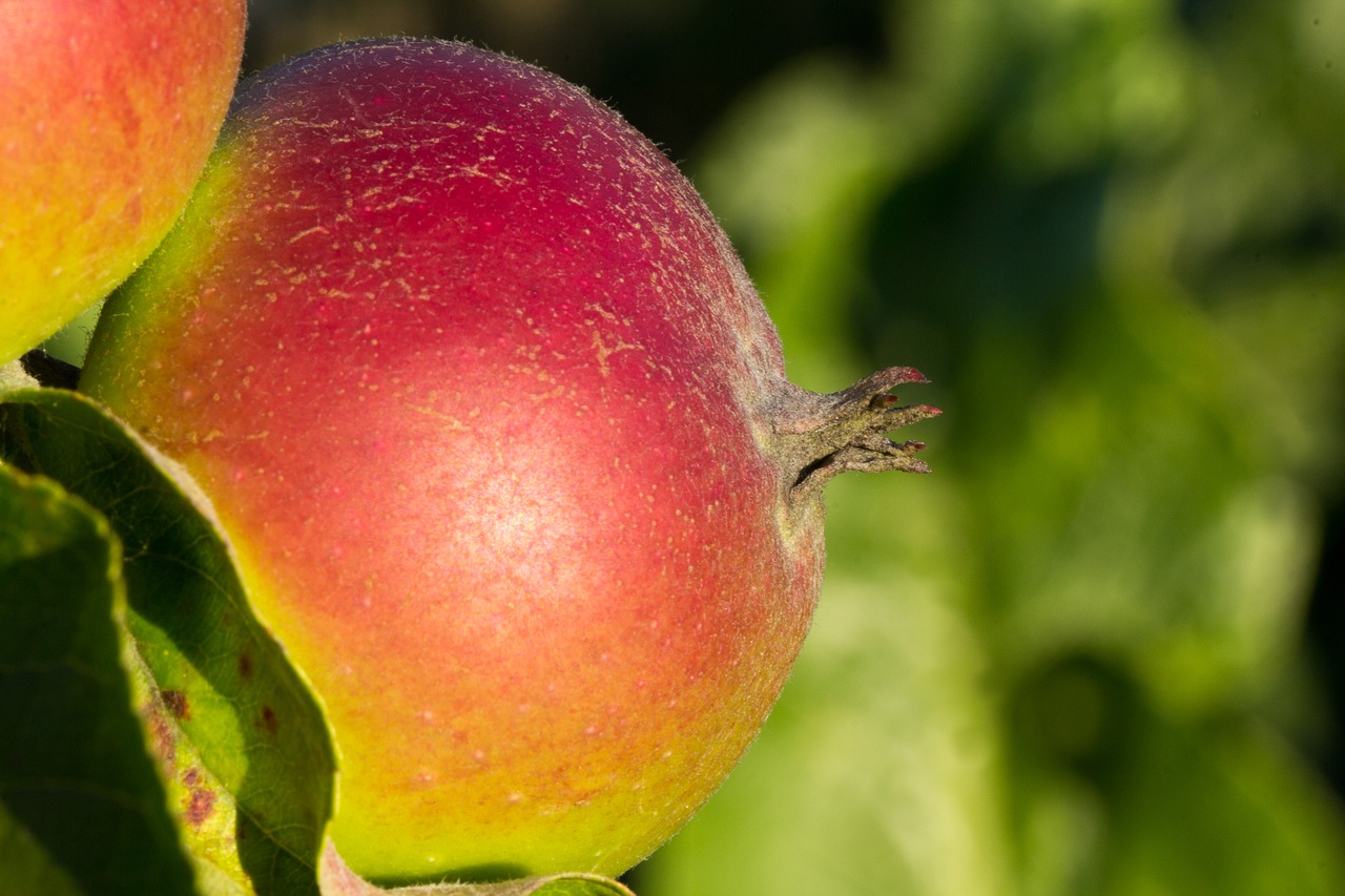 apple  close up  fruit free photo