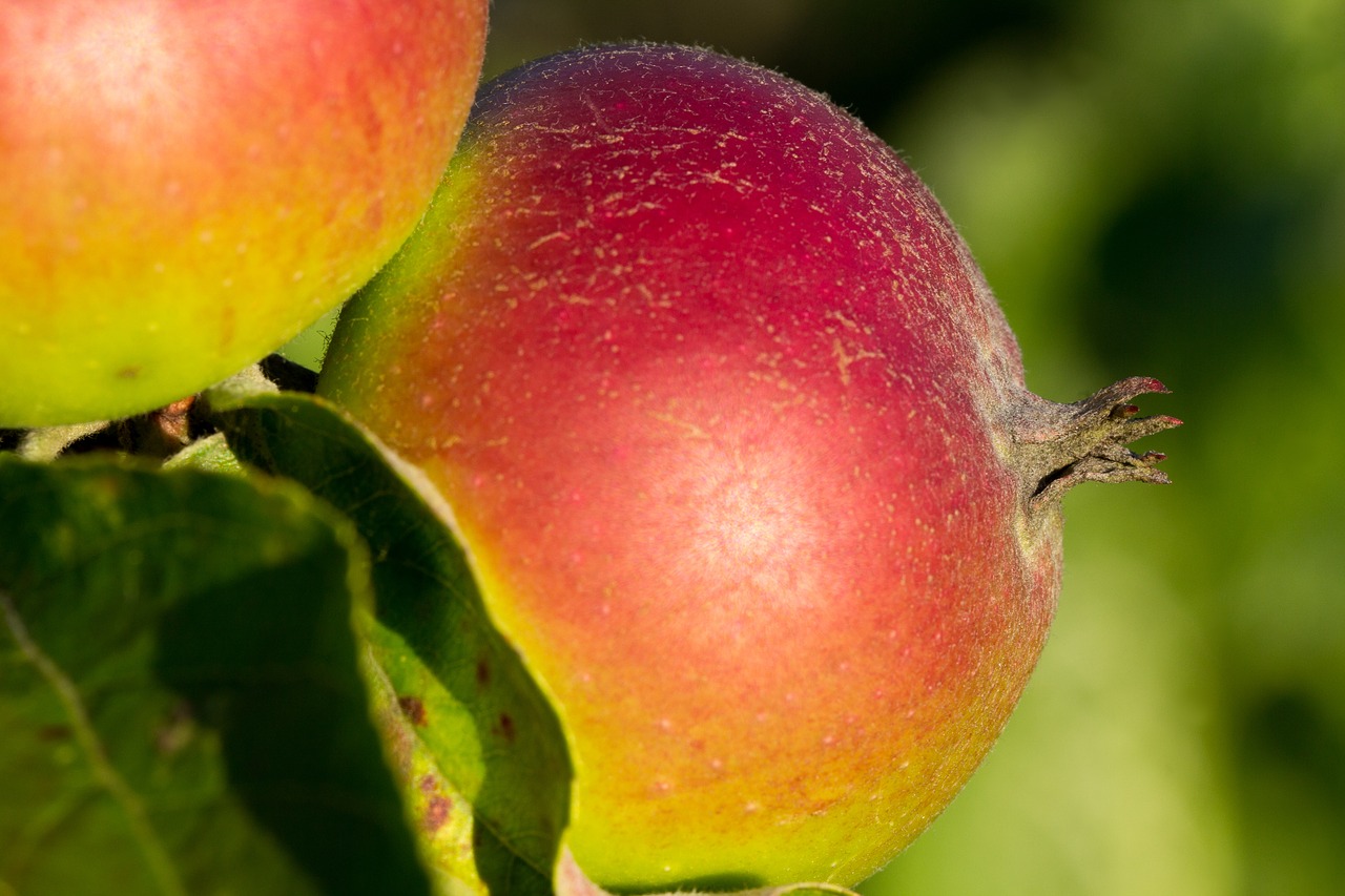 apple  healthy  close up free photo