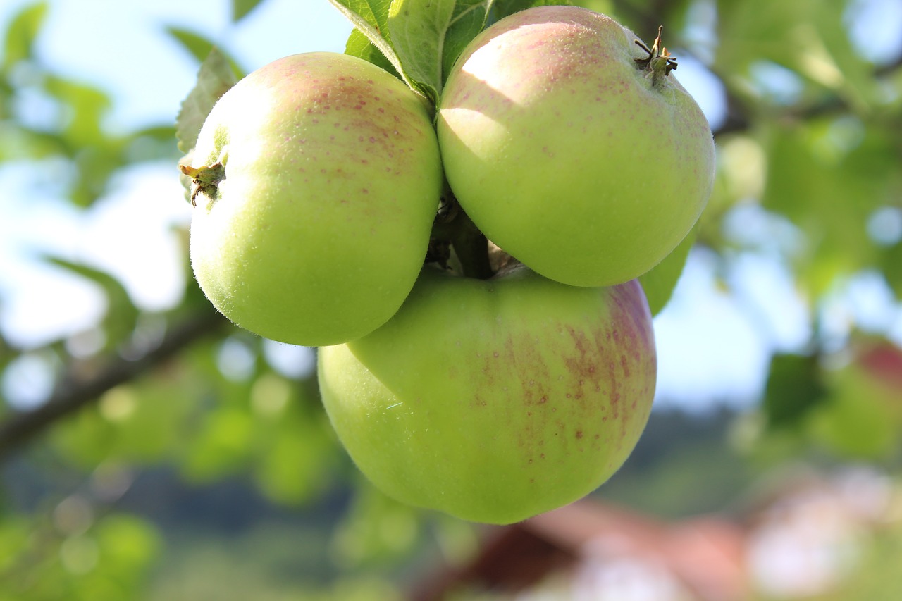 apple  apple tree  fruit free photo