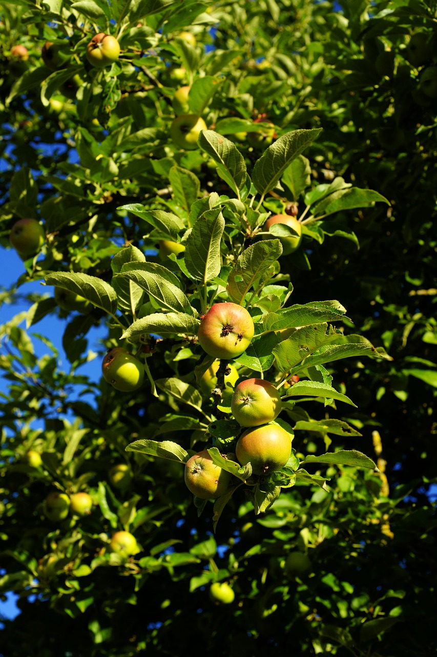 apple  apple tree  garden free photo