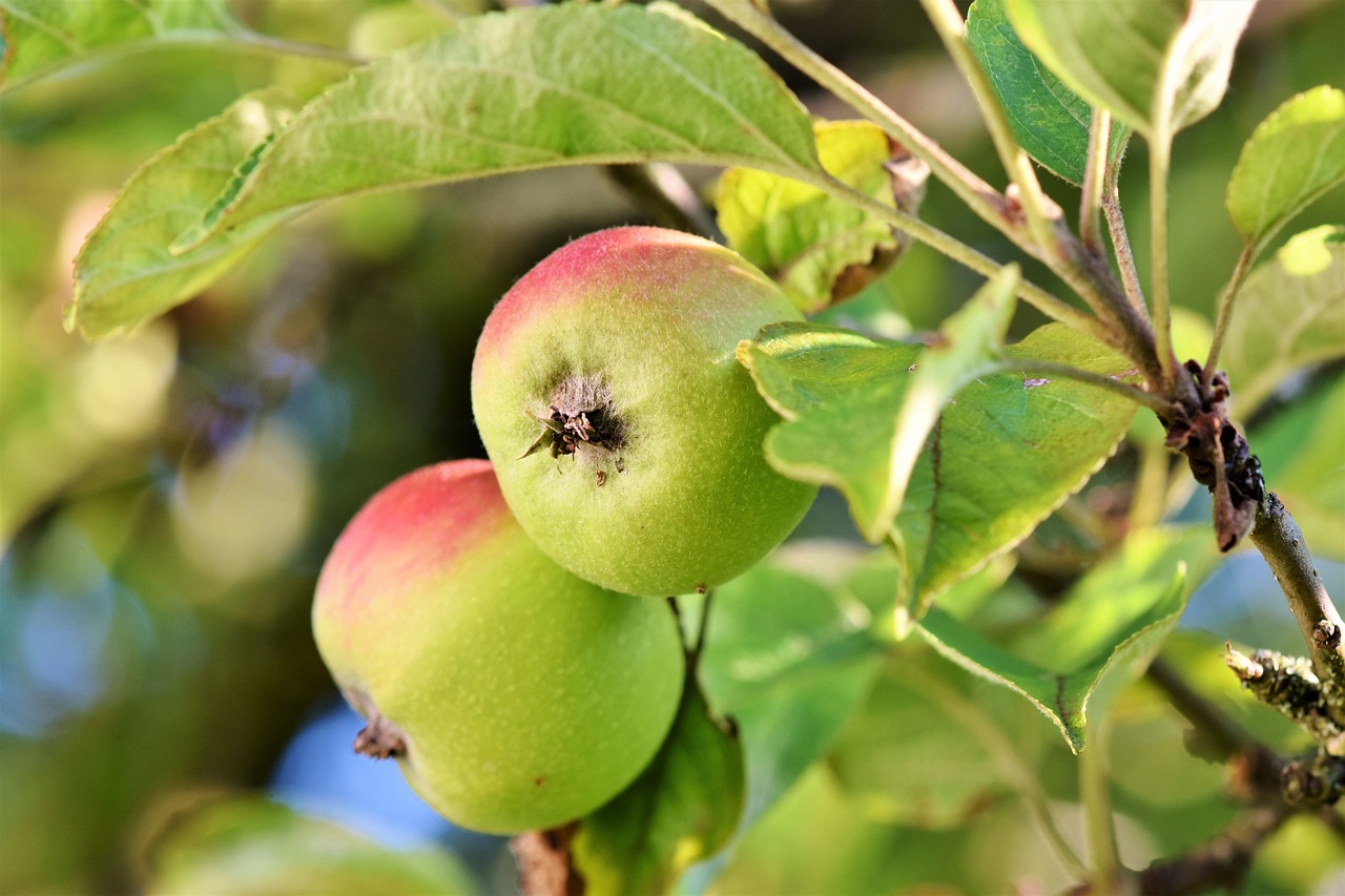 apple  apple tree  fruit free photo