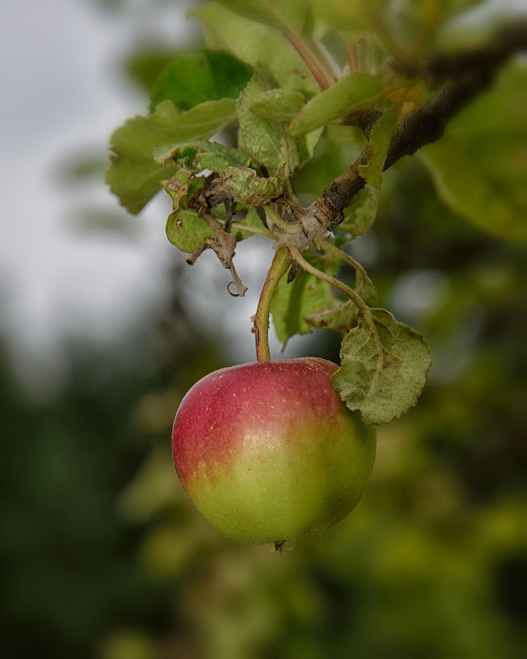 apple  green  fruit free photo