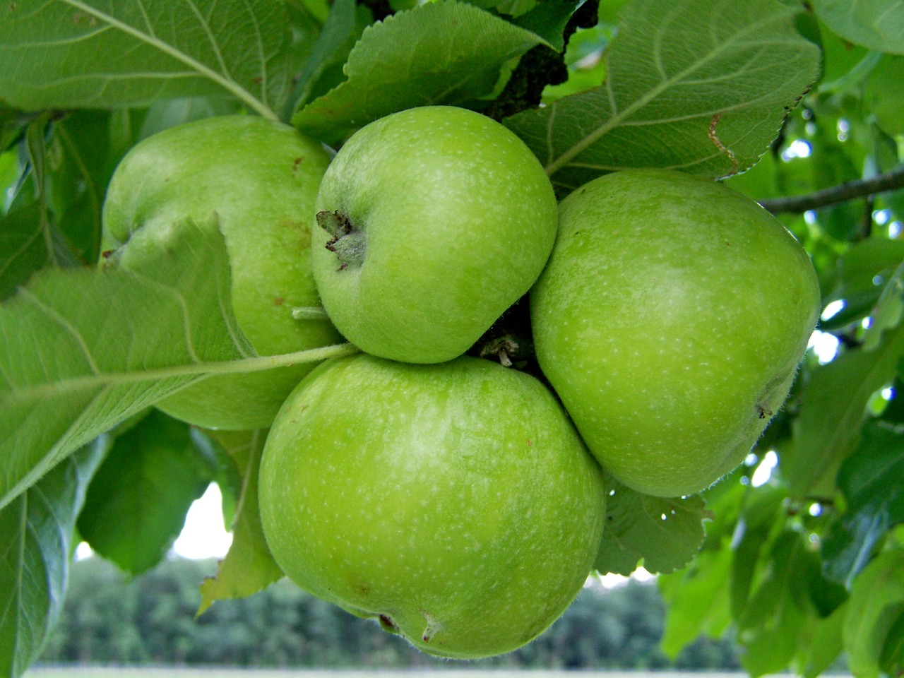 apple  green  immature fruit free photo