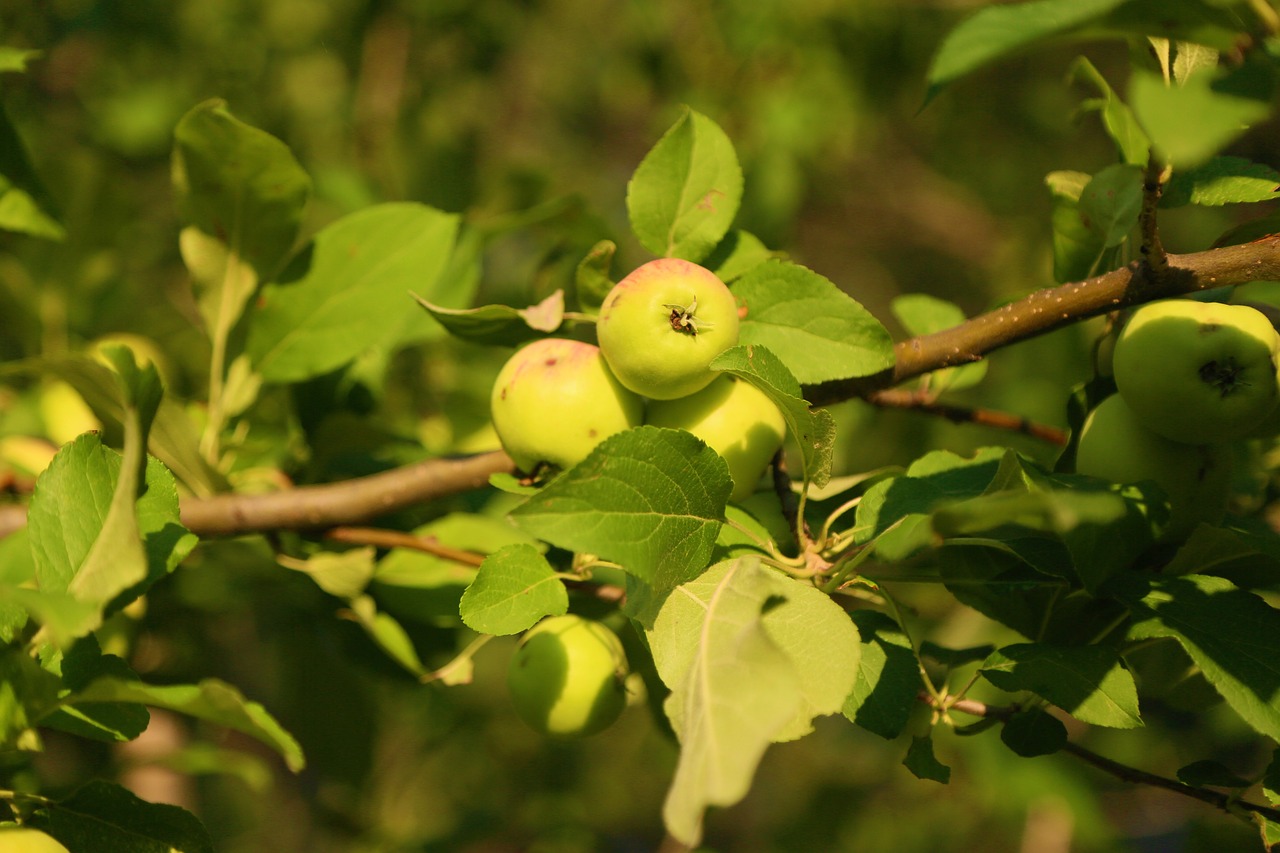 apple  fruit  nature free photo