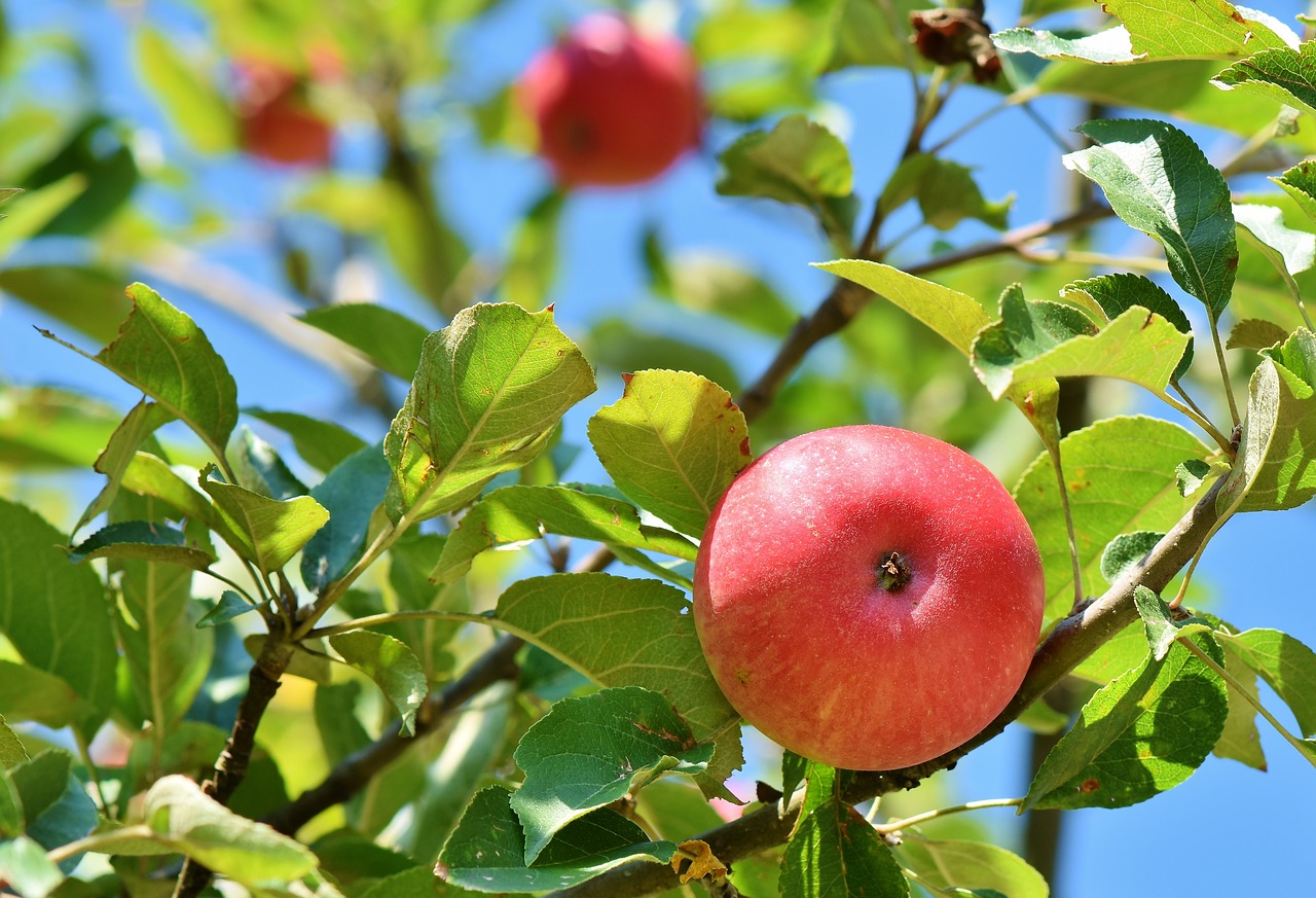 apple  apple tree  fruit free photo