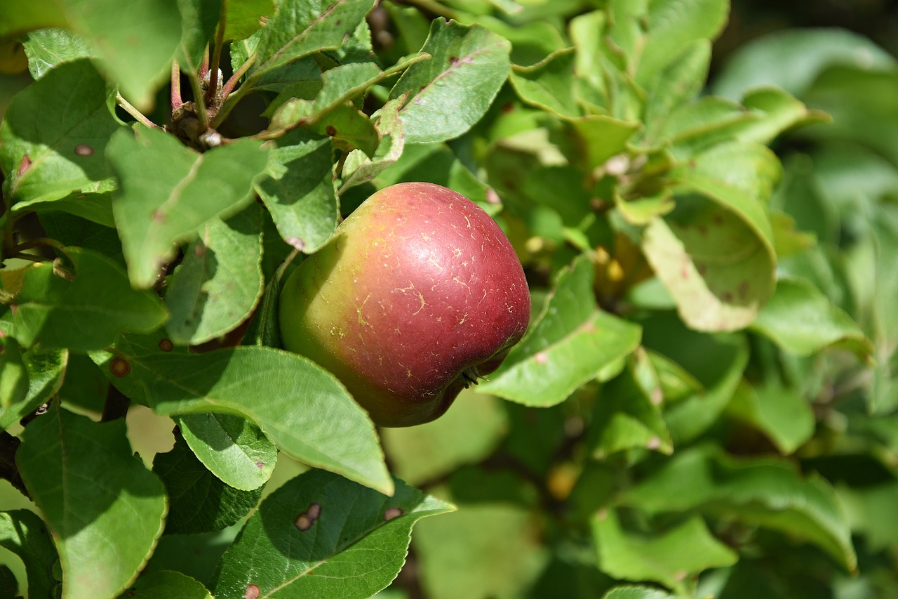 apple  tree  apple tree free photo