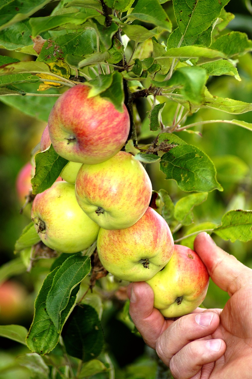 apple  fruit  hand free photo