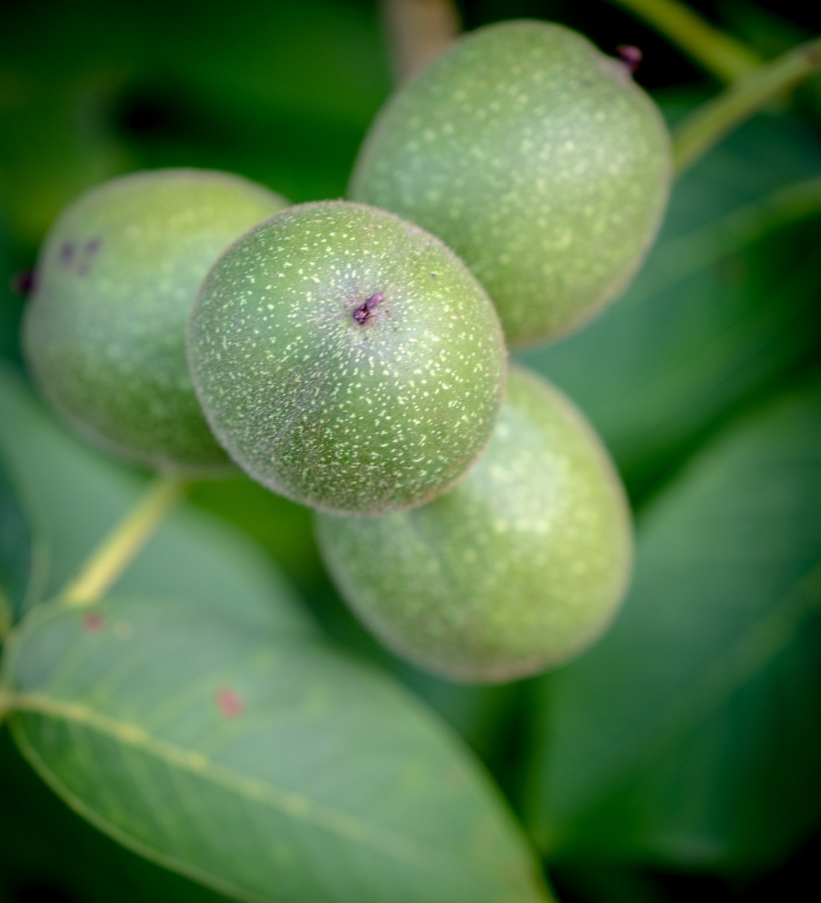 apple  fruit  immature free photo