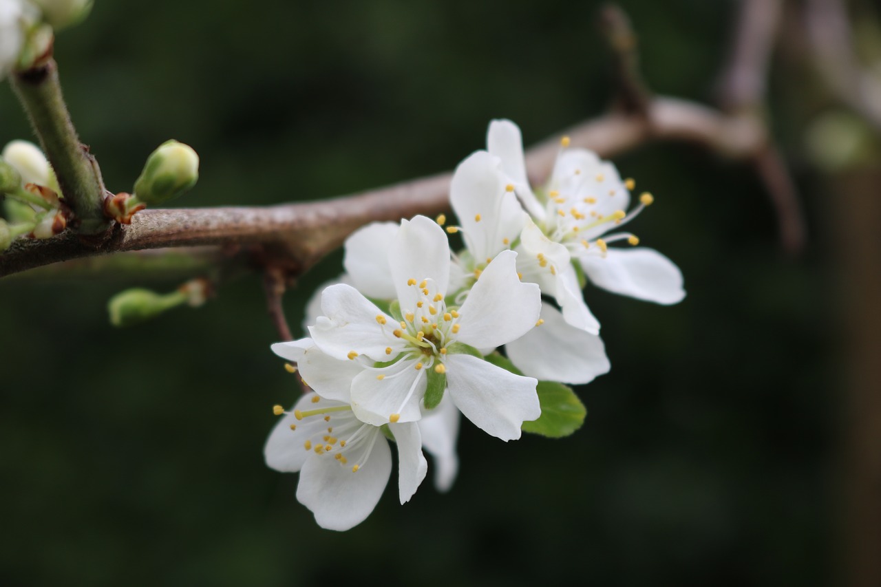 apple  blossom  flowers free photo