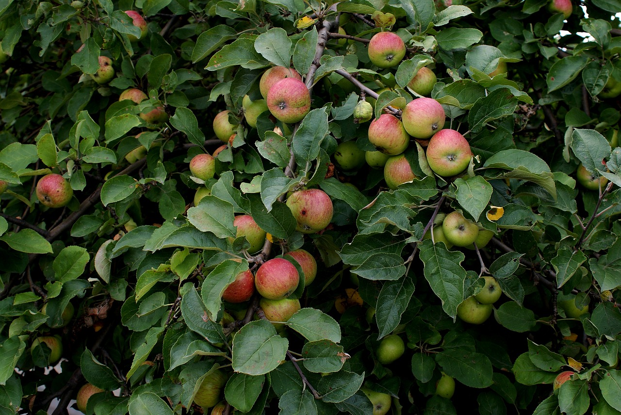 apple  tree  branch free photo