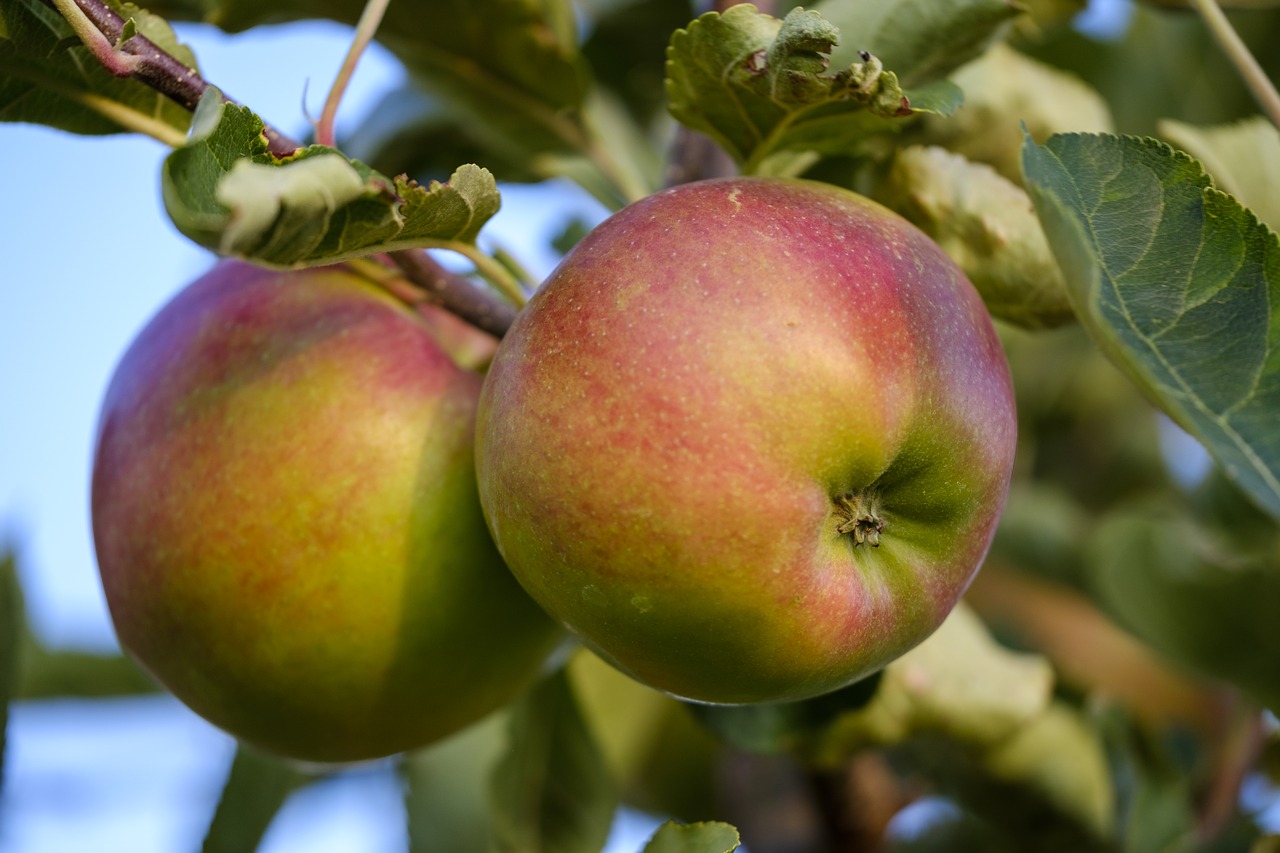 apple  fruit  pome fruit free photo