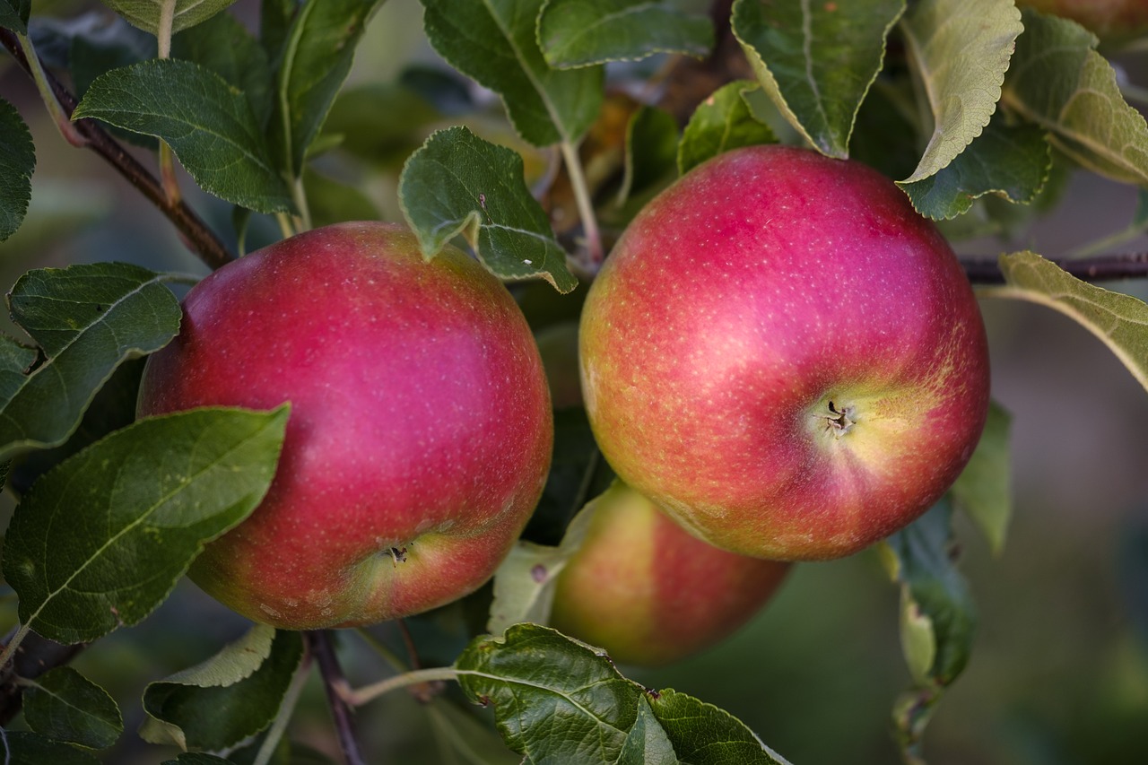 apple  fruit  pome fruit free photo