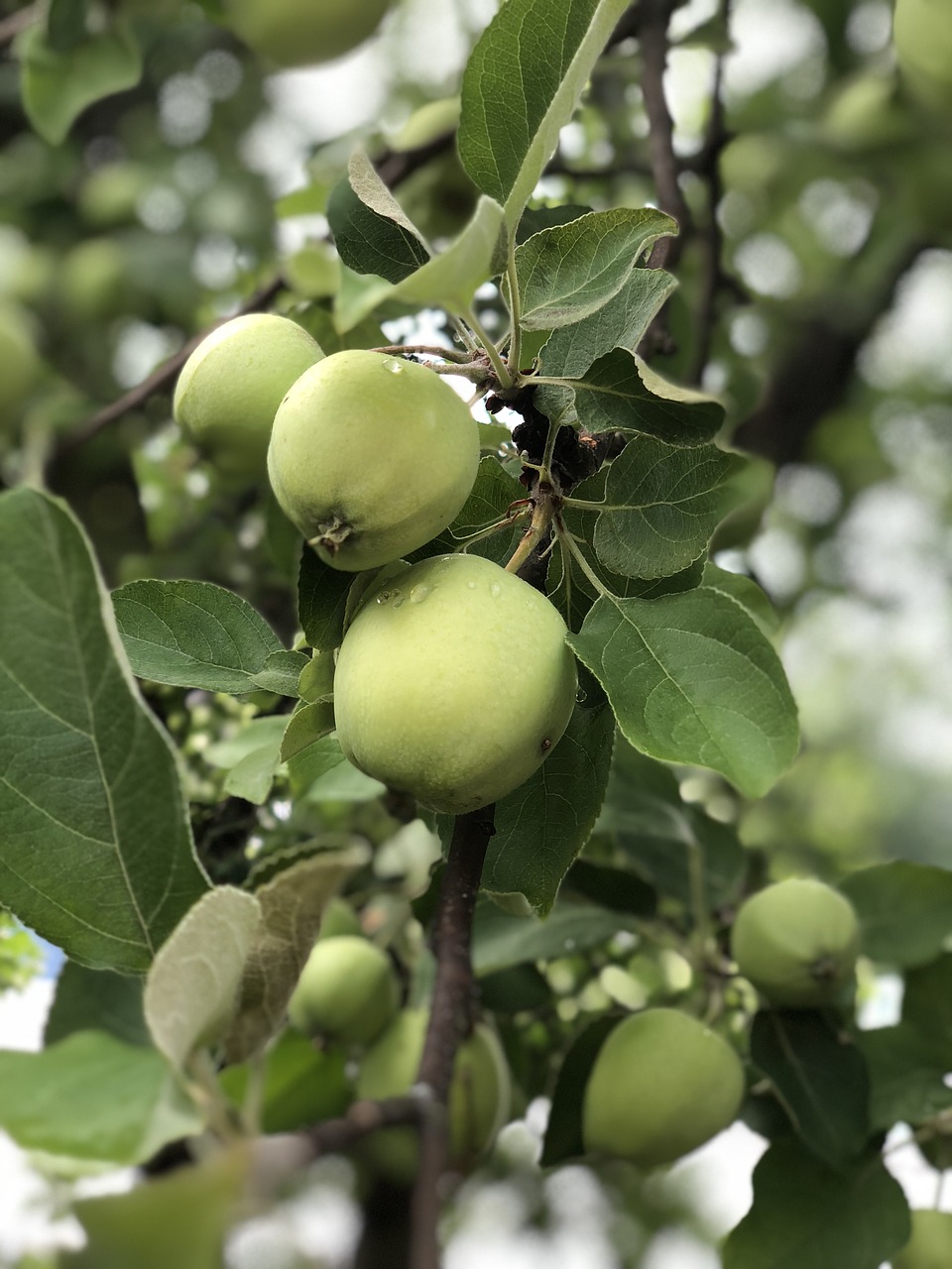 apple  fruits  vitamins free photo