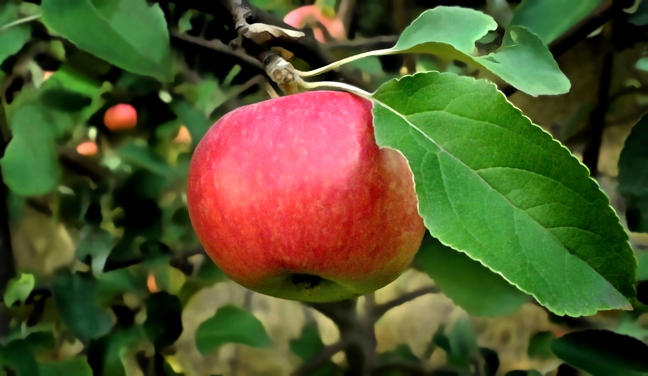 apple  tree  fruit free photo