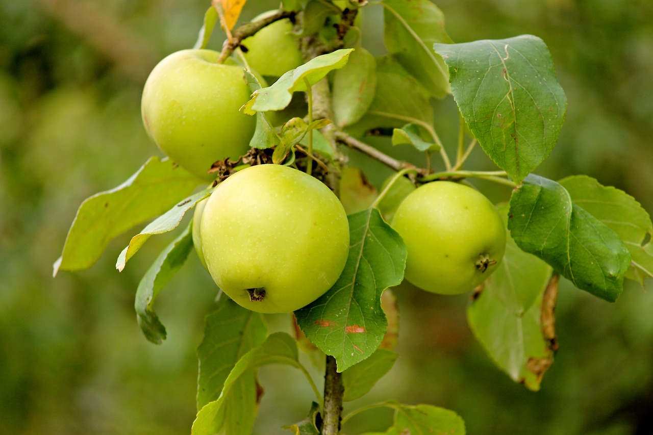 apple  fruit  green free photo