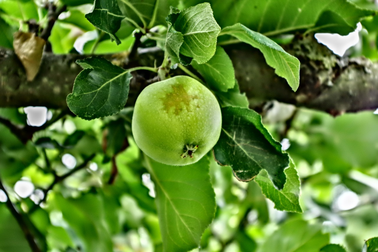 apple  fruit  home free photo