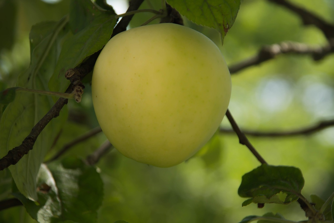 apple  tree  fruit free photo