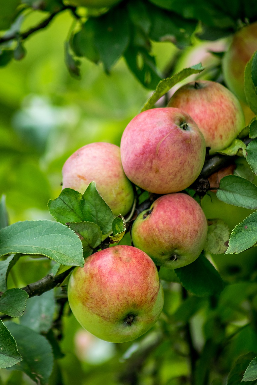 apple  apples  fruit free photo