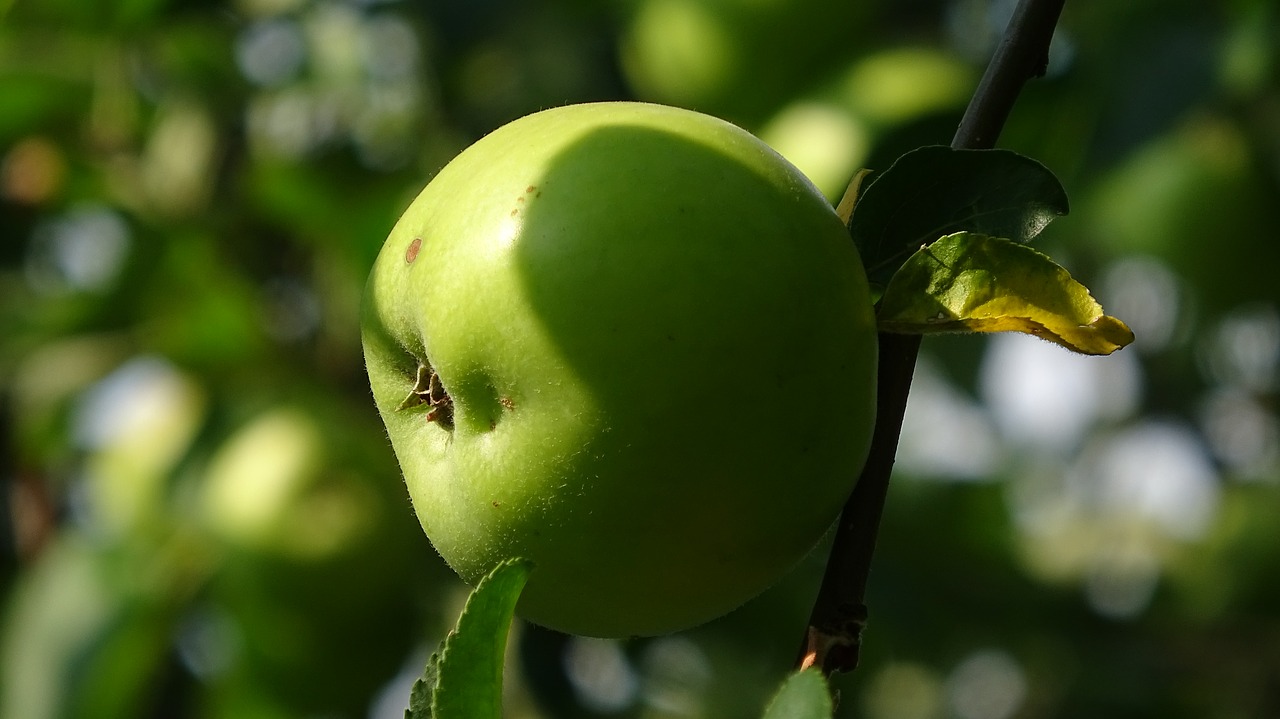 apple  tree  green free photo