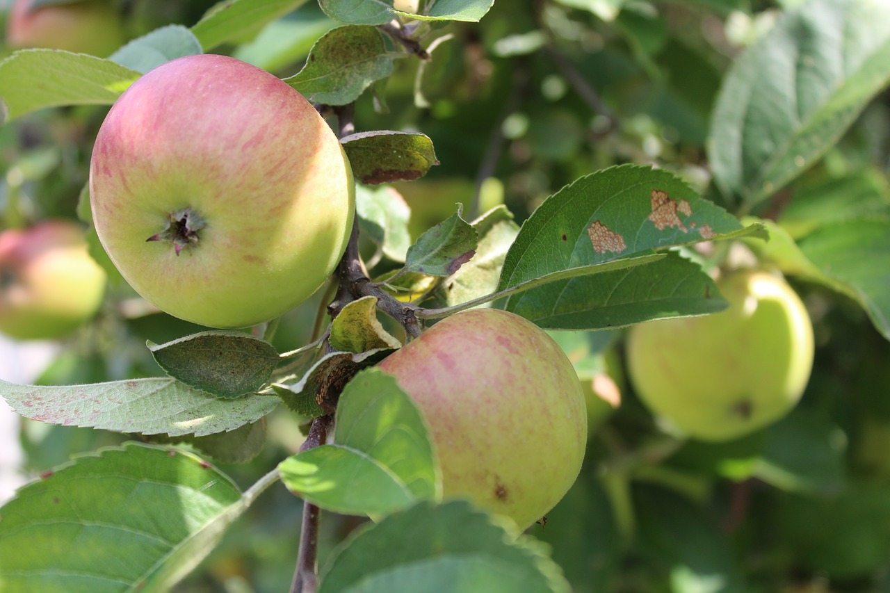 apple  plant  tree free photo